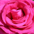 Roz - Trandafir teahibrid - Parole ®